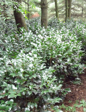 工程用茶花（各种规格）