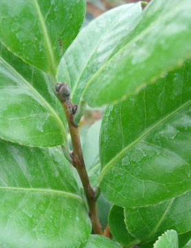 名贵茶花接穗（茶花枝条）