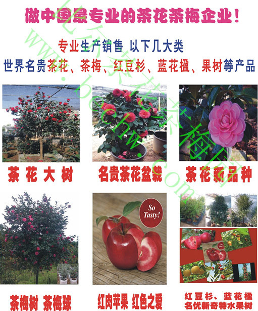 云南茶花园茶花茶梅园201408新印产品手册图