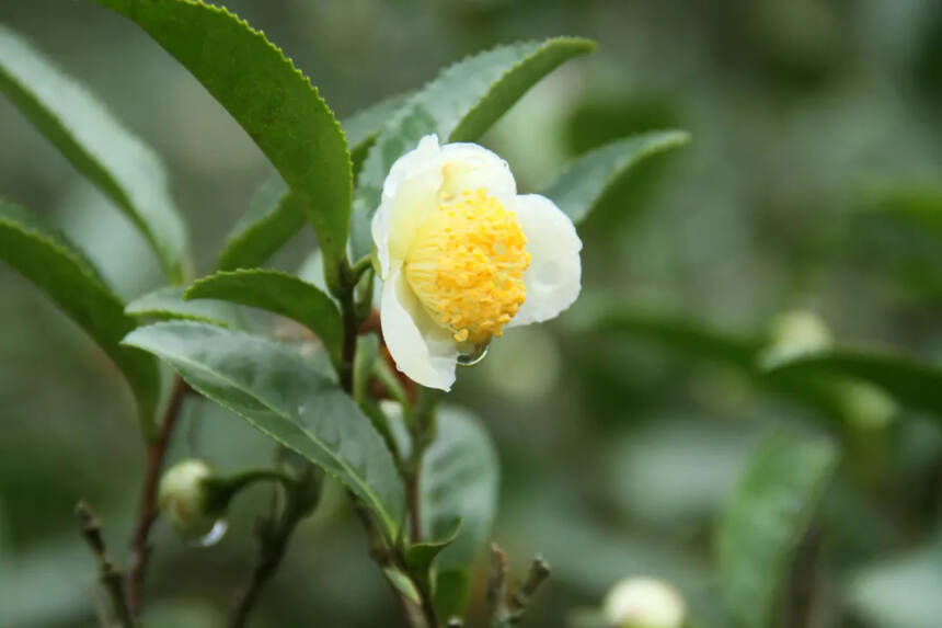 茶花有毒吗？（茶花有毒吗能在室内养吗）